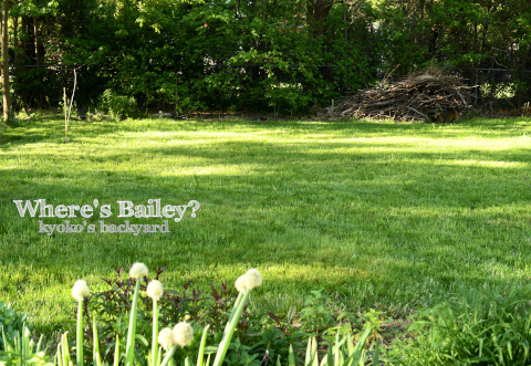 Baileyを探せ!(2020年、春)_b0253205_22445892.jpg