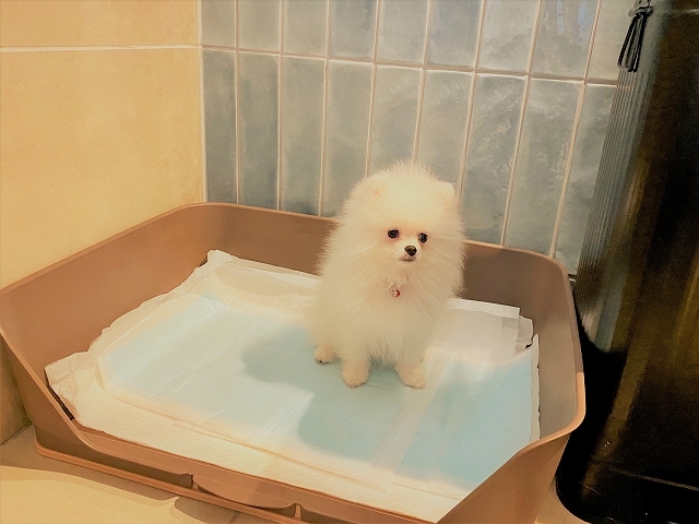 解せぬ の躾 徒然てんぐさ