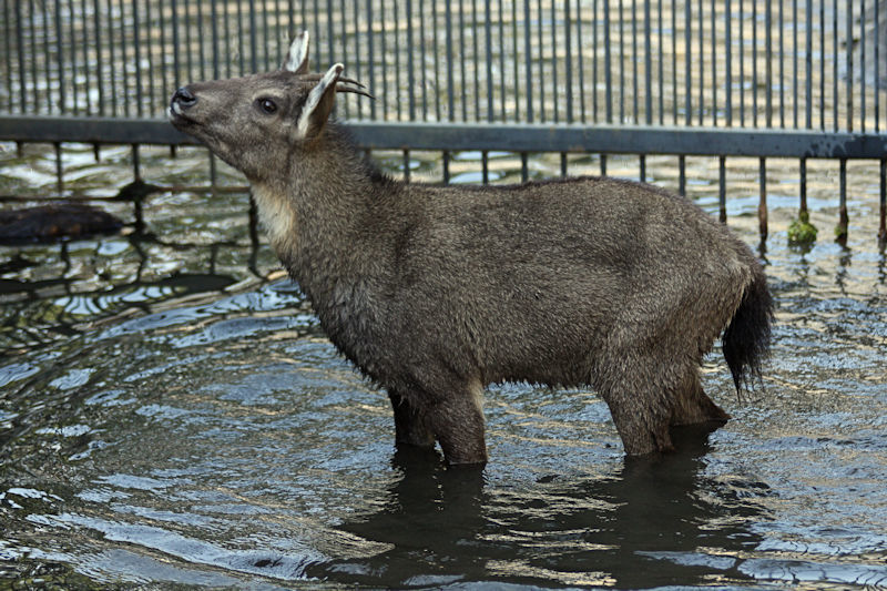 のけぞるホンホン : 動物園放浪記