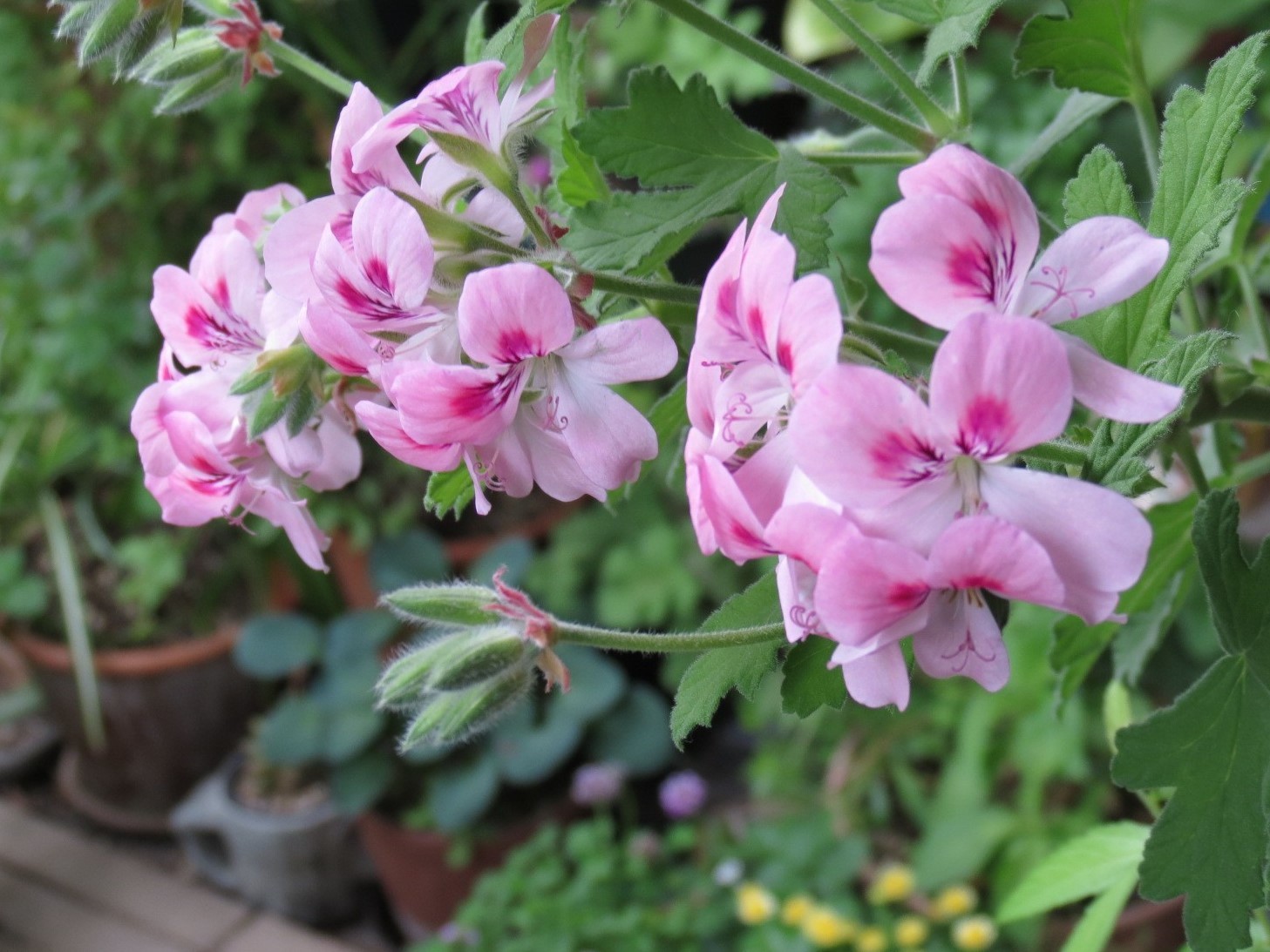 センテッドゼラニウム スイートミモザ の花 あるまじろの庭 センテッドゼラニウム スイートミモザ の花 あるまじろの庭