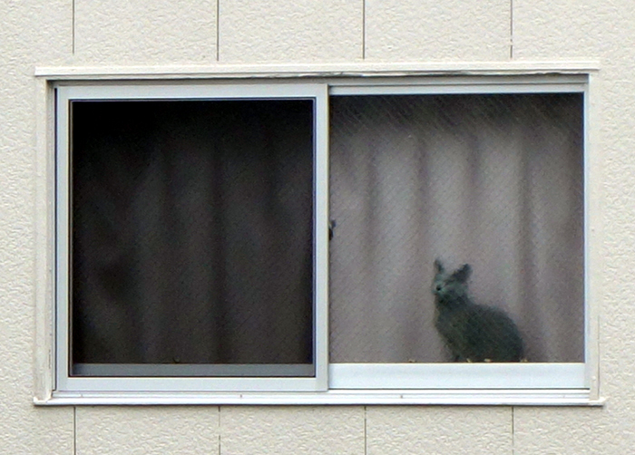 窓猫 見つめ合う恋 月夜飛行船2 窓猫 見つめ合う恋 月夜飛行船2