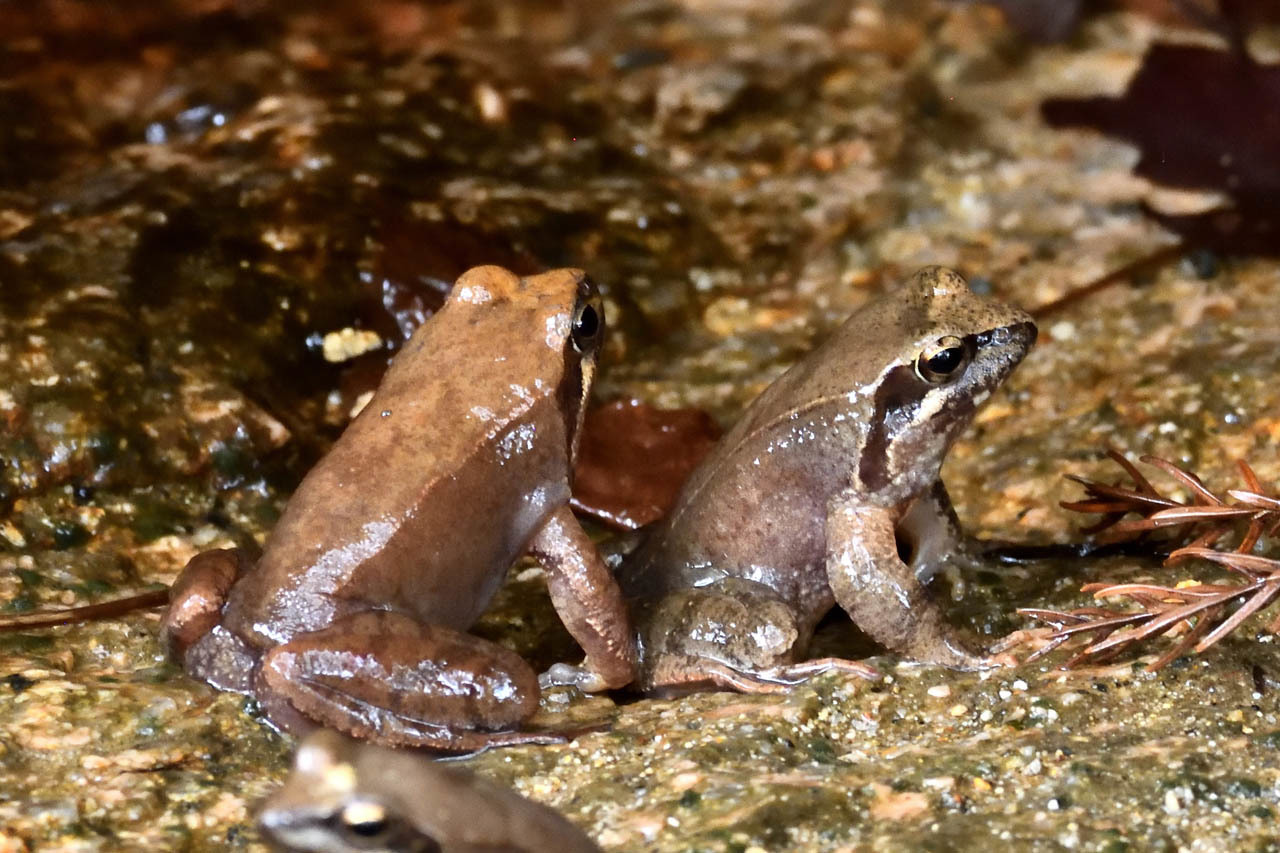 タゴガエル 六甲山花紀行