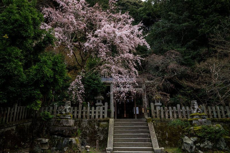 2020桜咲く京都 大豊神社の春_f0155048_20415916.jpg