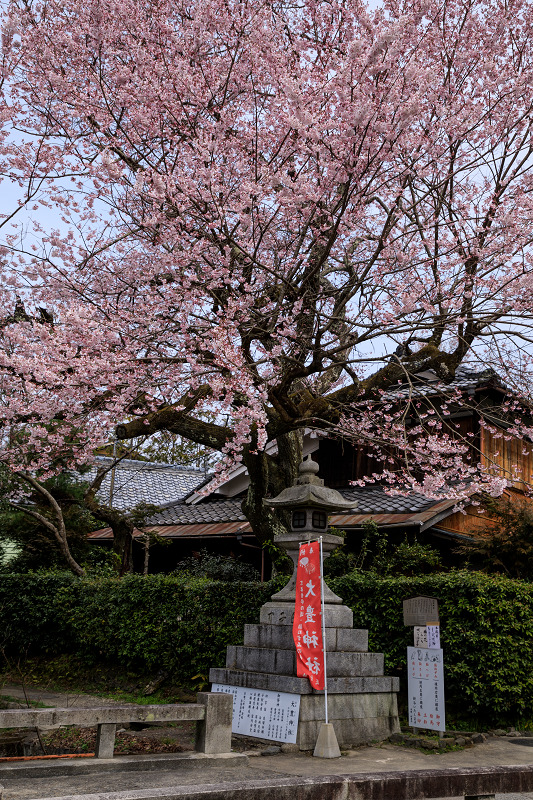 2020桜咲く京都 大豊神社の春_f0155048_20432070.jpg
