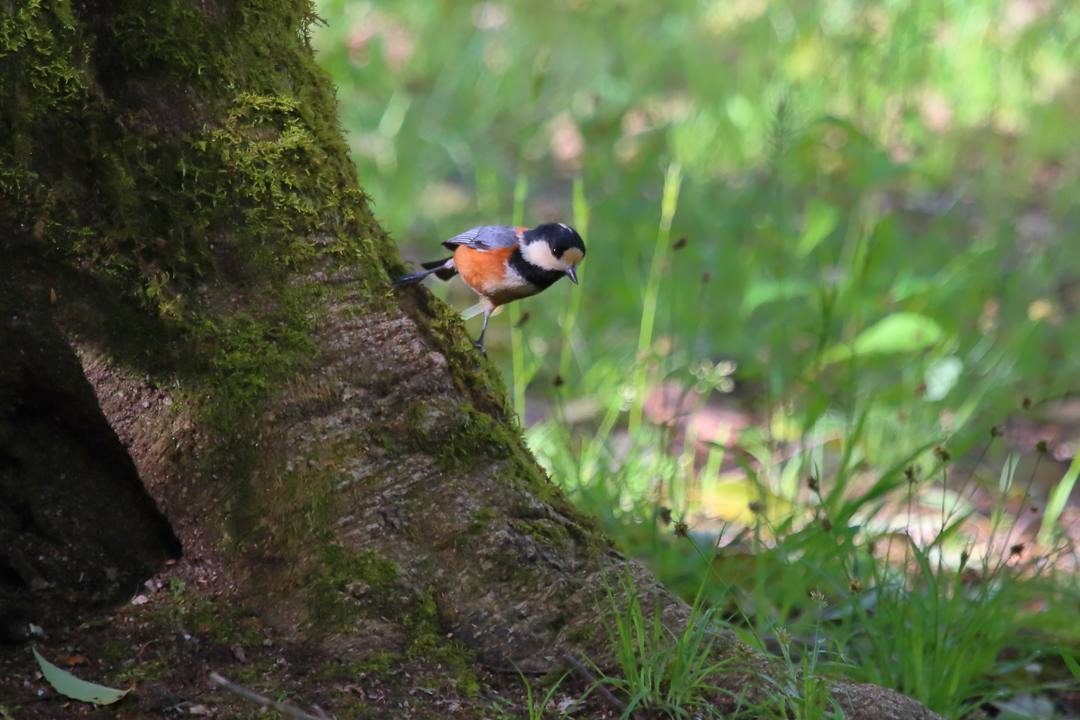 散歩写真5/4_e0403850_20151583.jpg