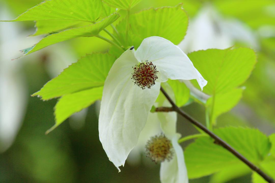 散歩写真5/4_e0403850_20153456.jpg