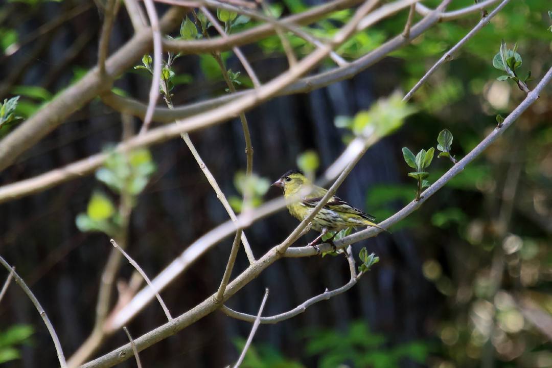 散歩写真5/4_e0403850_20154685.jpg