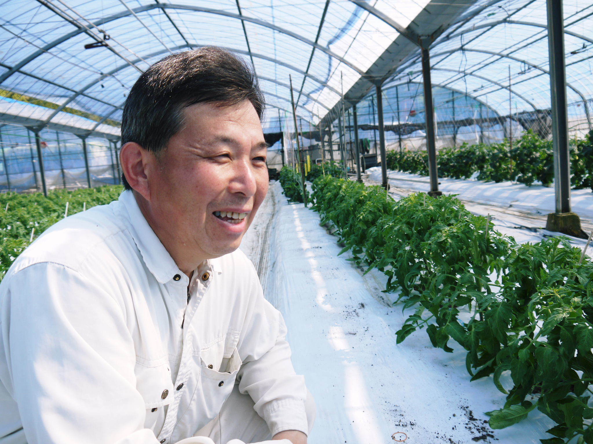 樹上完熟の朝採りトマト 元気に育成長中!そして、新品種のトマトを定植したとのこと!さっそく現地取材! _a0254656_17530875.jpg