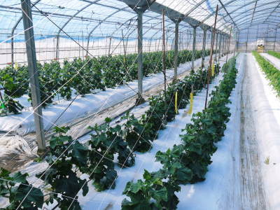 樹上完熟の朝採りトマト 元気に育成長中!そして、新品種のトマトを定植したとのこと!さっそく現地取材! _a0254656_17575013.jpg