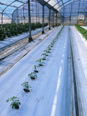 樹上完熟の朝採りトマト 元気に育成長中!そして、新品種のトマトを定植したとのこと!さっそく現地取材! _a0254656_18003252.jpg