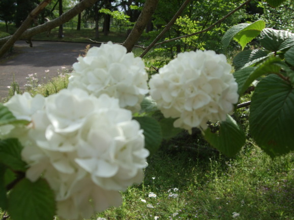 大手毬 オオデマリ ひげ爺の花便り 大手毬 オオデマリ ひげ爺の花便り