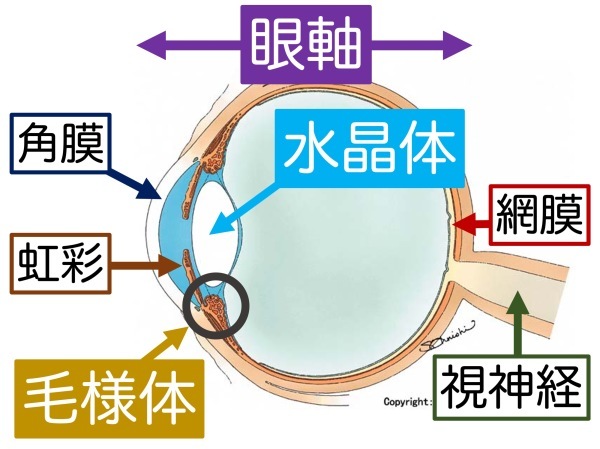 余談4 眼に良いとは_a0257968_13080938.jpeg
