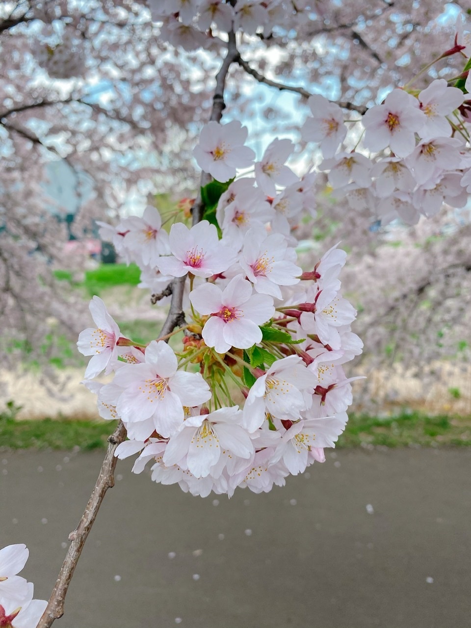 桜 2020*_f0348775_13491600.jpeg