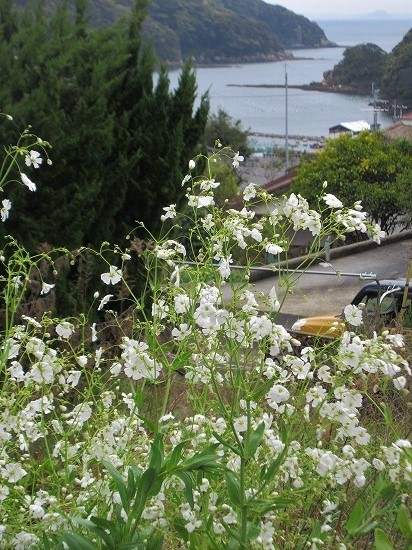白花かすみ草 プランター植え の んびり