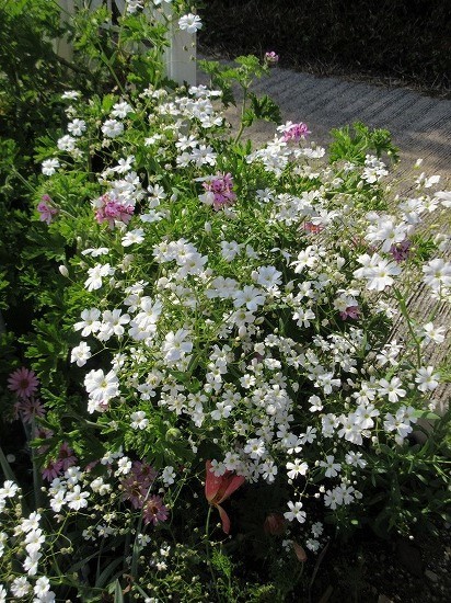 白花かすみ草 地植え の んびり