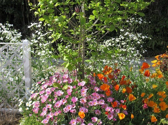 白花かすみ草 地植え の んびり