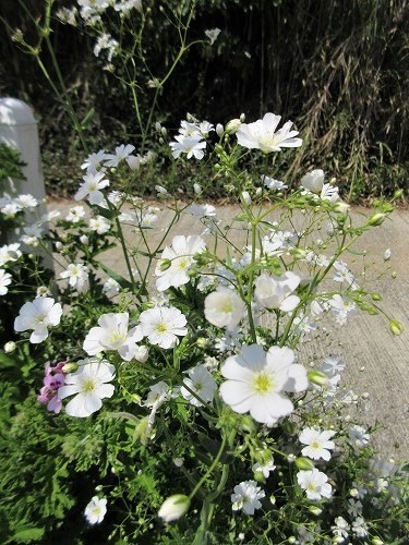 白花かすみ草 （地植え） : の～んびり！！