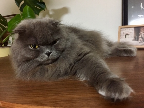 蕗とうすいえんどう_a0258686_07322623.jpeg