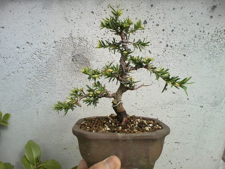 模様木一位の芽摘み 盆栽便り 模様木一位の芽摘み 盆栽便り