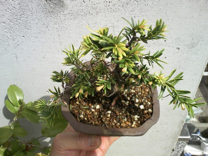 模様木一位の芽摘み 盆栽便り 模様木一位の芽摘み 盆栽便り