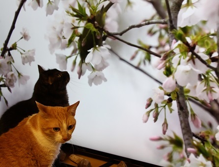 どっちかな?_a0333195_21381684.jpg