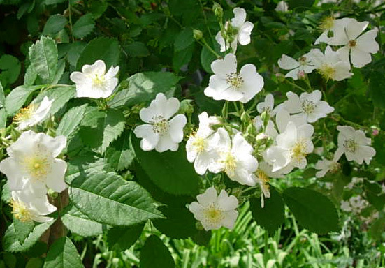 野ばらが咲いた 碧草の風 野ばらが咲いた 碧草の風