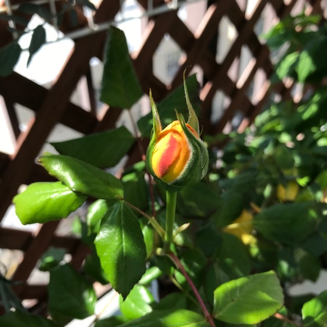 薔薇が咲いた_f0204295_15302396.jpg