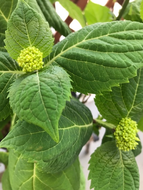 薔薇が咲いた_f0204295_15310869.jpg