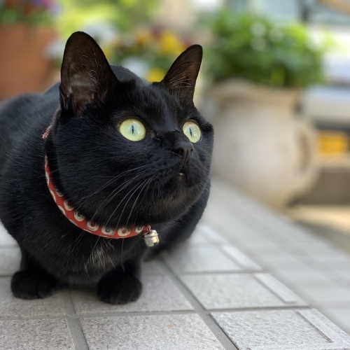 呼んでみるけど_e0358096_20152107.jpeg
