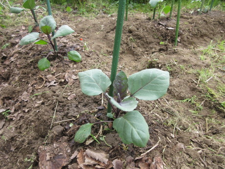 植えたもの、蒔いたもの。ピース閉め出される_a0203003_13531760.jpg