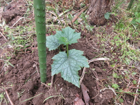 植えたもの、蒔いたもの。ピース閉め出される_a0203003_13591881.jpg
