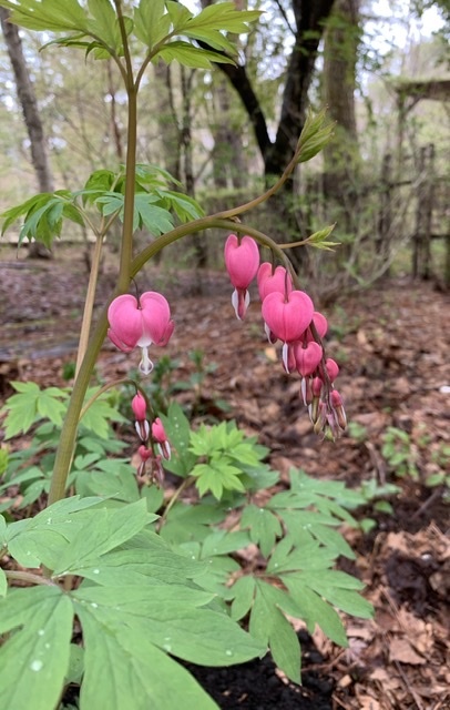 白根葵に山桜散る_c0301809_11333628.jpeg