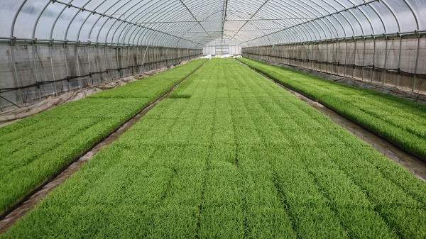 令和2年度田植え開始!&田んぼアート田植え体験について_b0281312_15013446.jpg