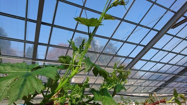 令和2年度田植え開始!&田んぼアート田植え体験について_b0281312_15261092.jpg
