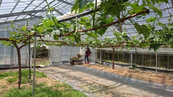令和2年度田植え開始!&田んぼアート田植え体験について_b0281312_15284259.jpg