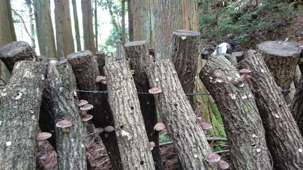 令和2年度田植え開始!&田んぼアート田植え体験について_b0281312_15315951.jpg