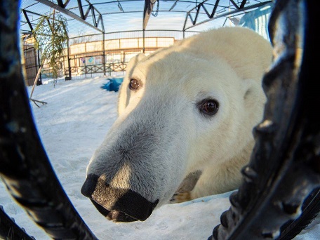 ロシア クラスノヤルスク動物園のウルスラの近況 来園者の不在を寂しく感じる は本当か Polarbearology Conjectaneum ロシア クラスノヤルスク動物園のウルスラの近況 来園者の不在を寂しく感じる は本当か Polarbearology Conjectaneum