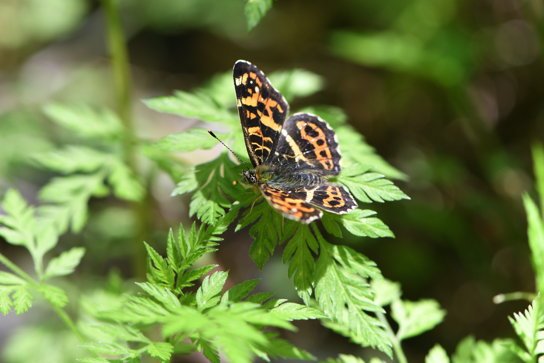 サカハチチョウ春型　（2020/5/5）_d0332816_17563516.jpg