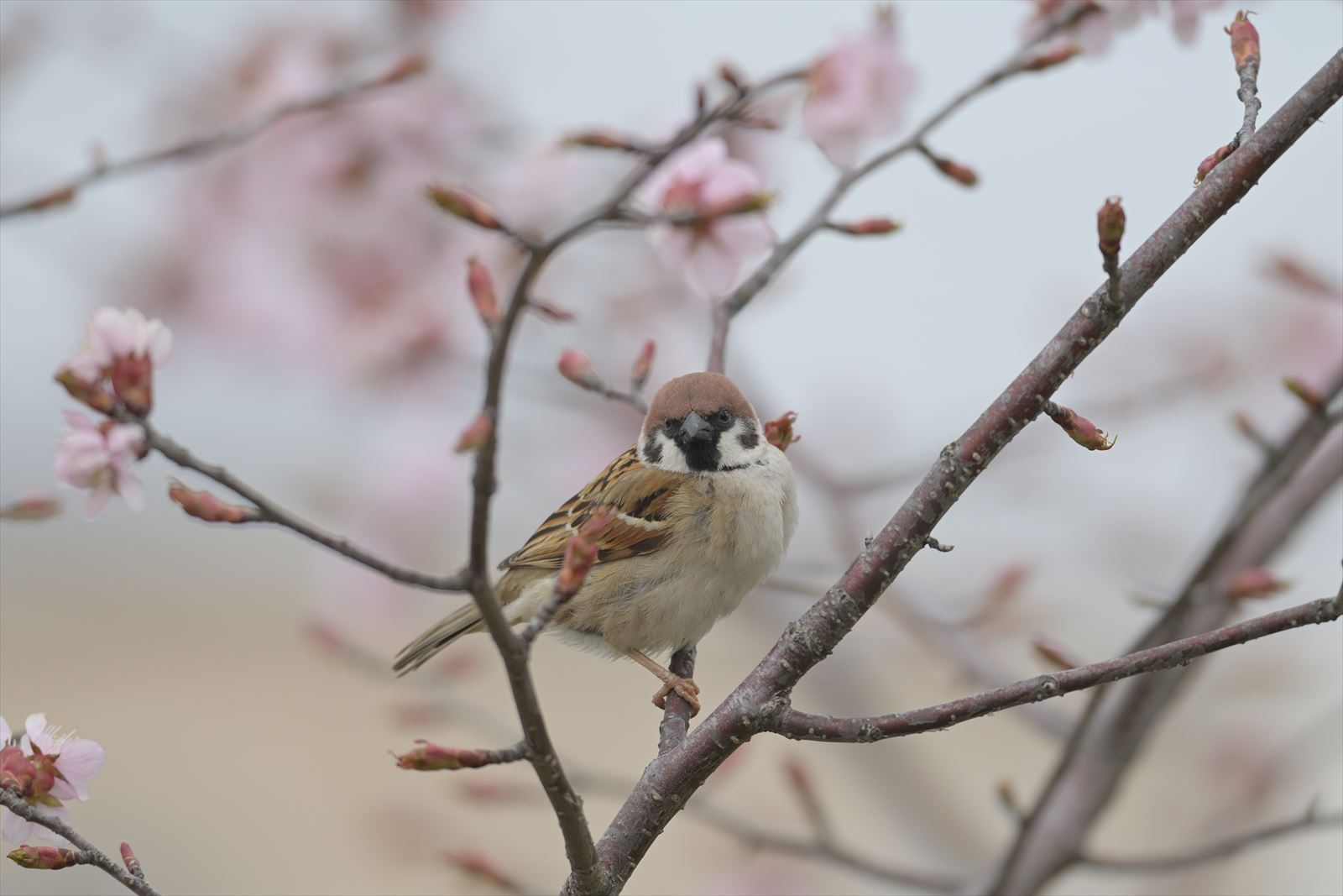 桜と雀 やぁやぁ 桜と雀 やぁやぁ