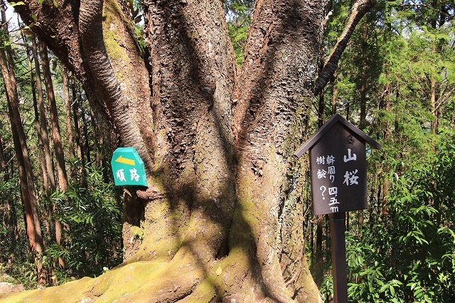 城跡に巨木の山桜(撮影:4月5日)_e0321325_16401492.jpg