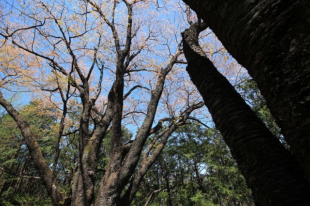城跡に巨木の山桜(撮影:4月5日)_e0321325_16404303.jpg