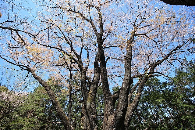 城跡に巨木の山桜(撮影:4月5日)_e0321325_16405534.jpg