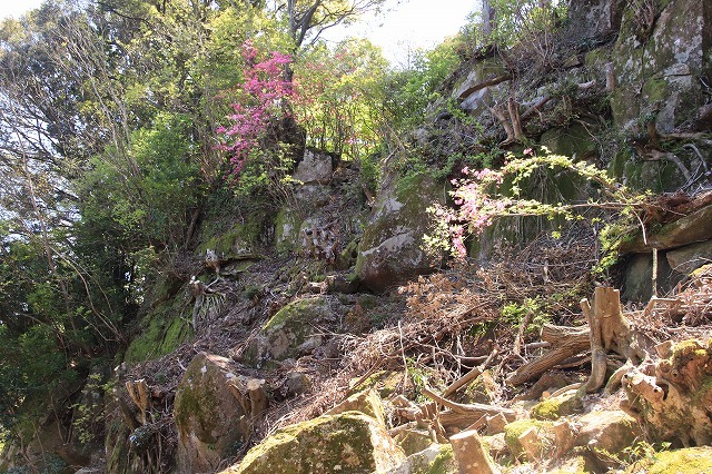 城跡に巨木の山桜(撮影:4月5日)_e0321325_16410894.jpg