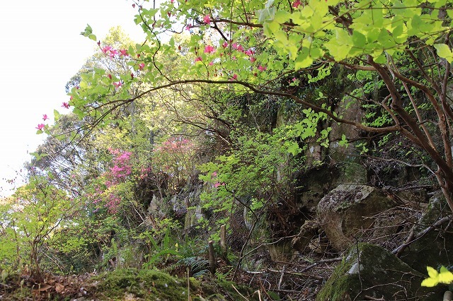 城跡に巨木の山桜(撮影:4月5日)_e0321325_16424561.jpg