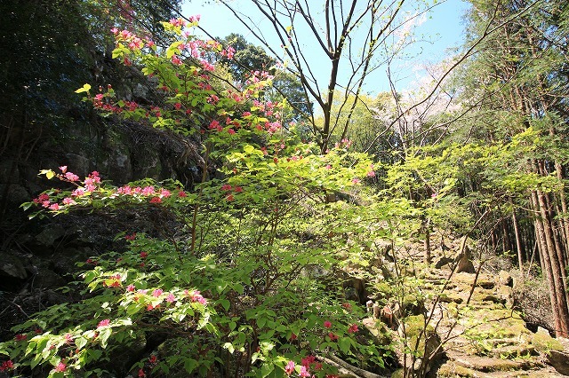 城跡に巨木の山桜(撮影:4月5日)_e0321325_16425738.jpg