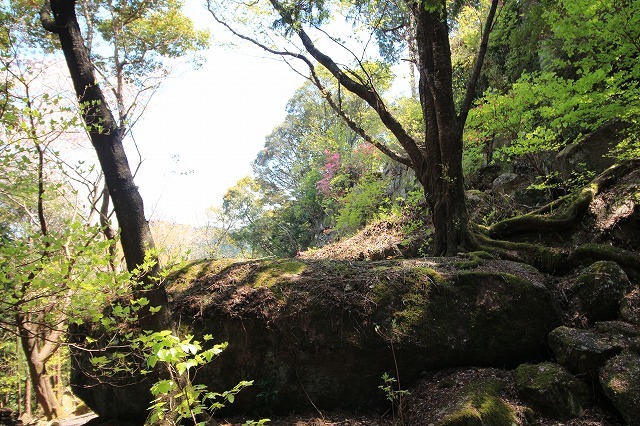 城跡に巨木の山桜(撮影:4月5日)_e0321325_16431731.jpg