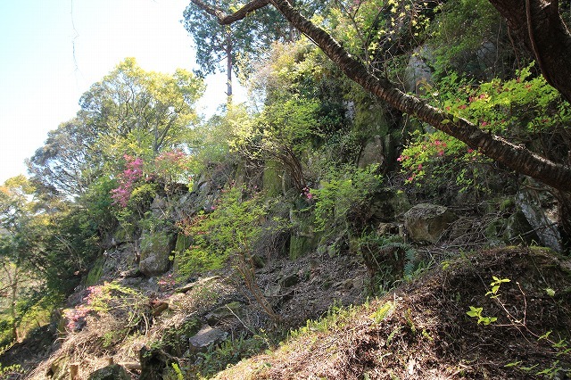 城跡に巨木の山桜(撮影:4月5日)_e0321325_16443621.jpg