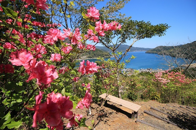 城跡に巨木の山桜(撮影:4月5日)_e0321325_16445242.jpg