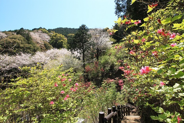 城跡に巨木の山桜(撮影:4月5日)_e0321325_16460859.jpg