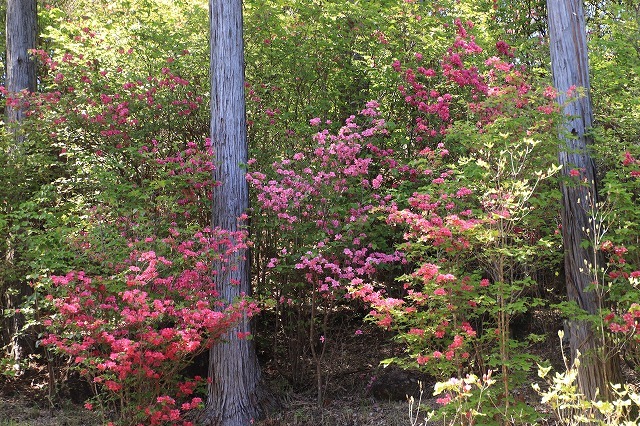 城跡に巨木の山桜(撮影:4月5日)_e0321325_16462437.jpg